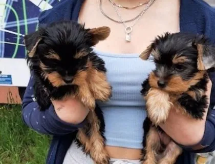 Mini Yorkshire Terrier welpen