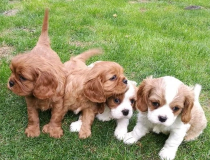 Cavalier King Charles Welpen wurden auf Gesundheit getestet,, cczvx