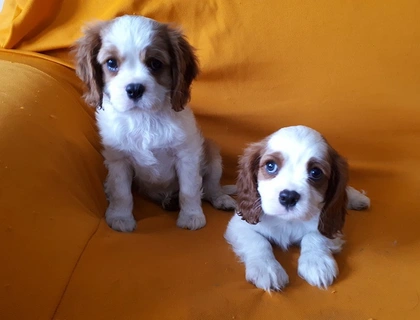 Cavalier-King-Charles Spaniel mit Papieren, ,,cxx