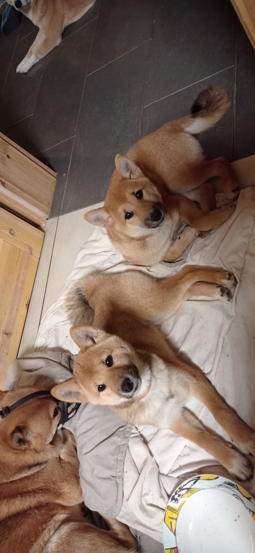 Süße Shiba inu welp