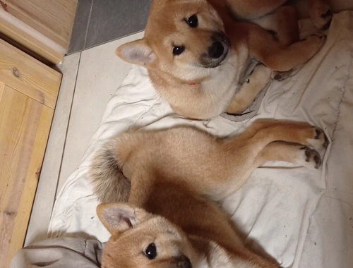 Süße Shiba inu welp