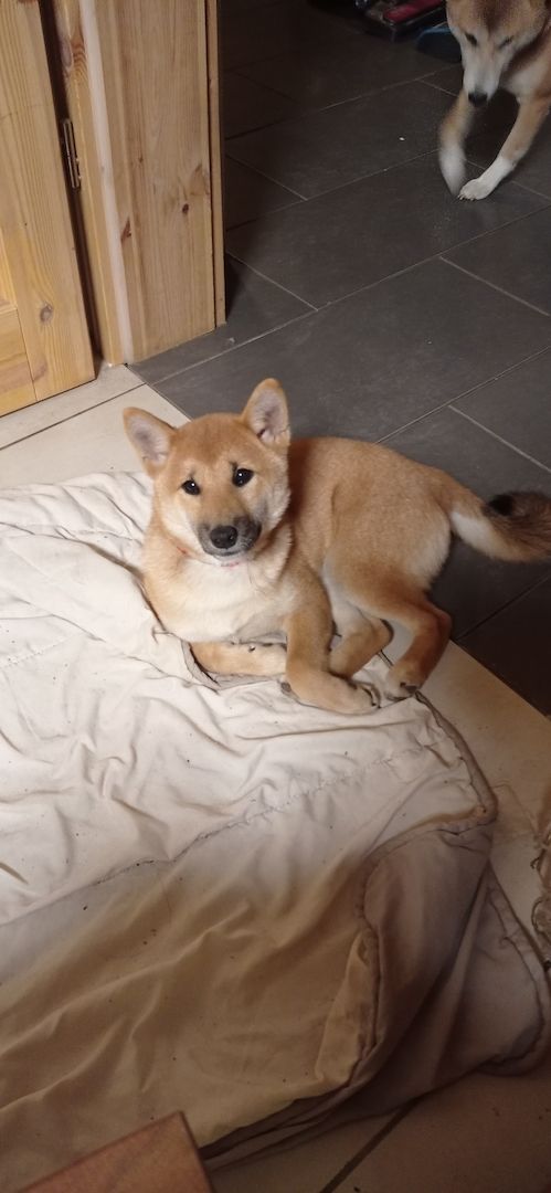 Süße Shiba inu welp