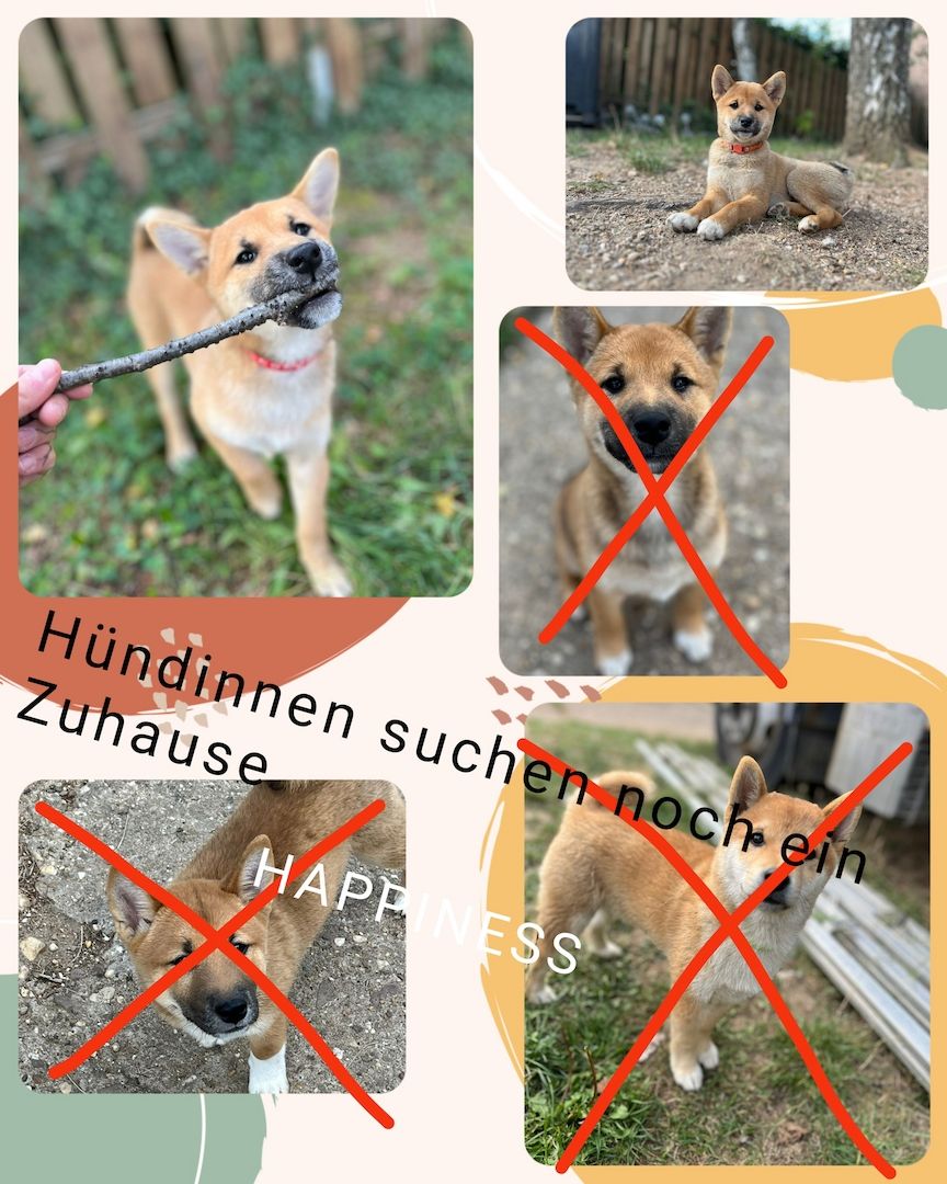 Süße Shiba inu welp