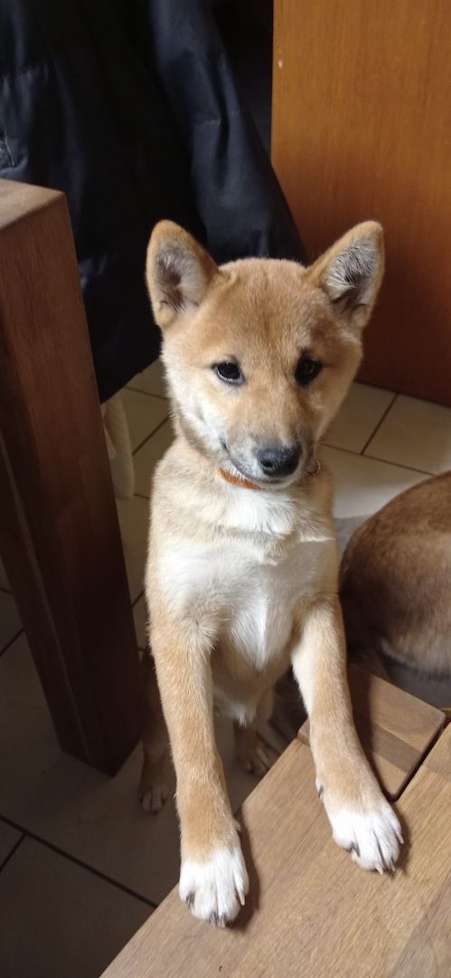 Süße Shiba inu welp