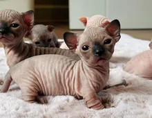 Süße Sphynxkatze-WHATSAPP: +4915217519768