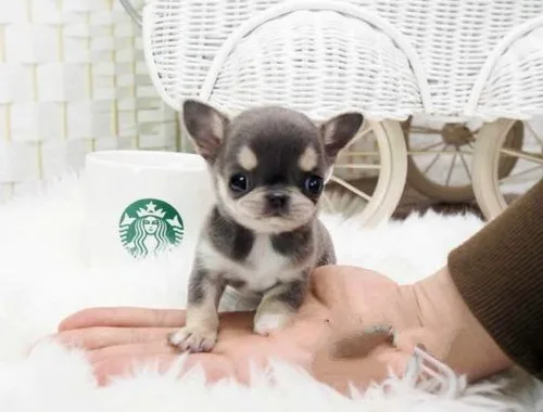 MINI chihuahua-WHATSAPP: +4915217519768