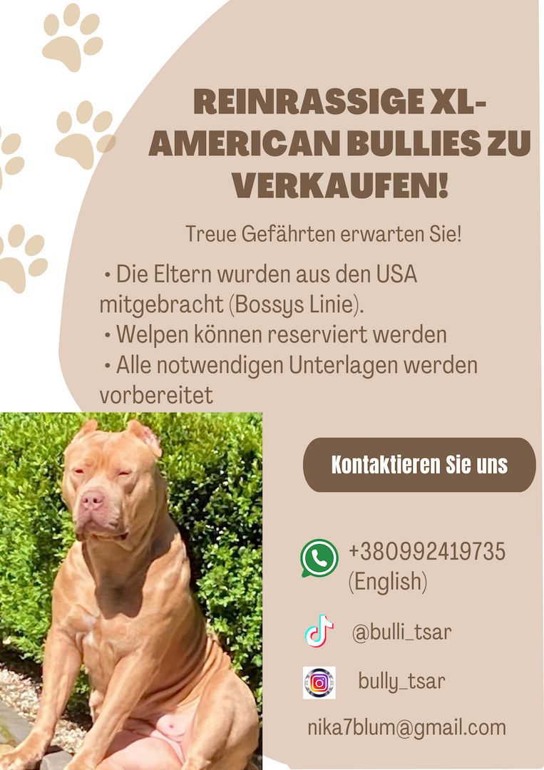 Reinrassige XL American Bullies