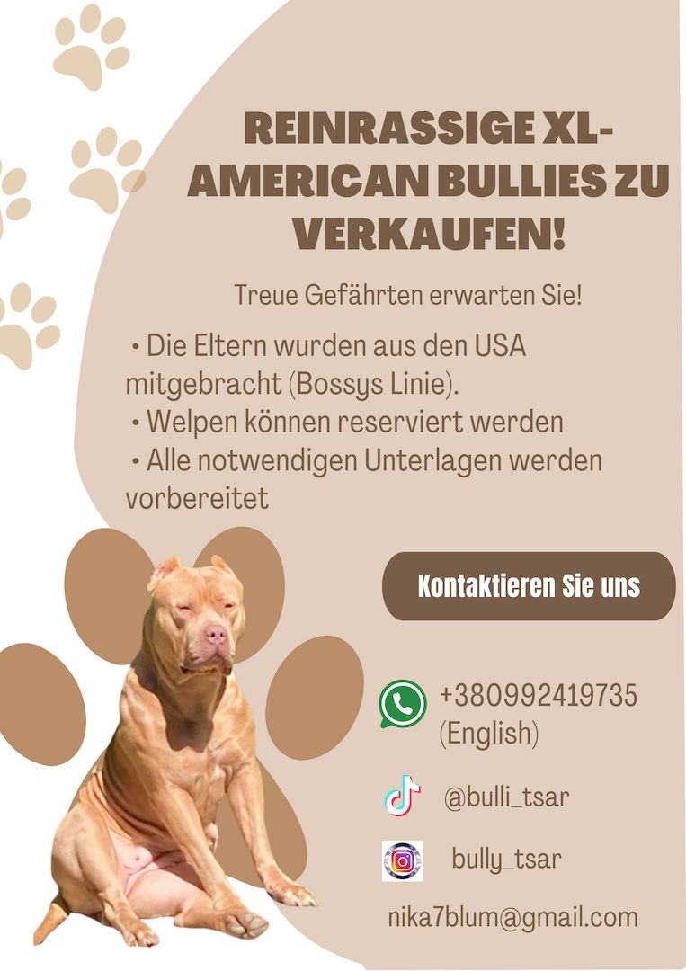 Reinrassige XL American Bullies