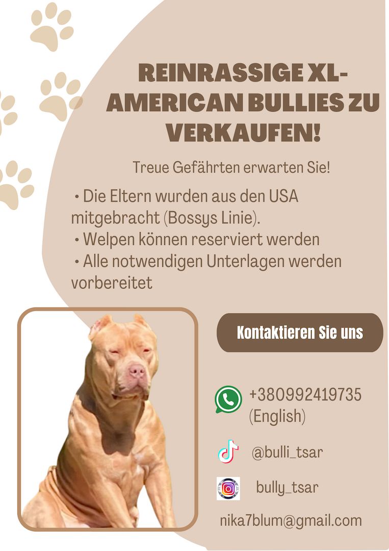 Reinrassige XL American Bullies