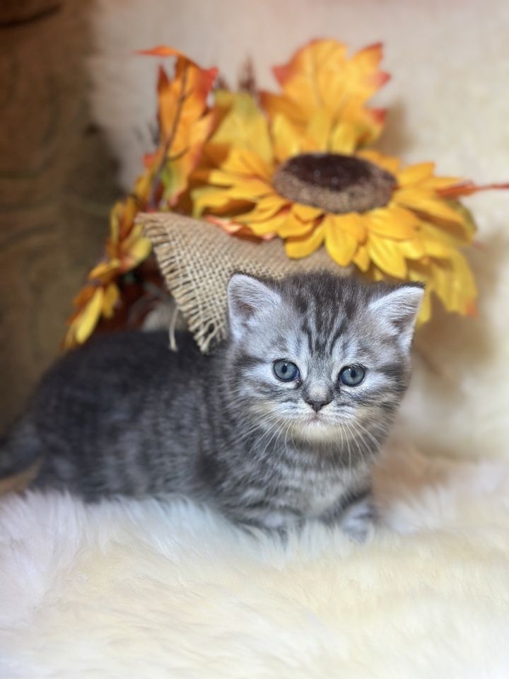 Wunderschöne BKH Kitten mit Stammbaum Wunderschöne BKH Kitten mit Stammbaum