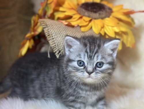 Wunderschöne BKH Kitten mit Stammbaum