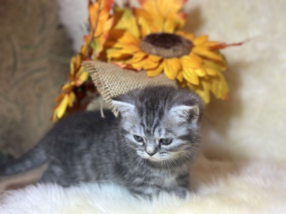 Wunderschöne BKH Kitten mit Stammbaum Wunderschöne BKH Kitten mit Stammbaum