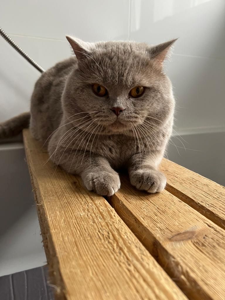 Wunderschöne BKH Kitten mit Stammbaum Wunderschöne BKH Kitten mit Stammbaum
