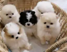 Mini Pomeranian-WHATSAPP:+4915217519768