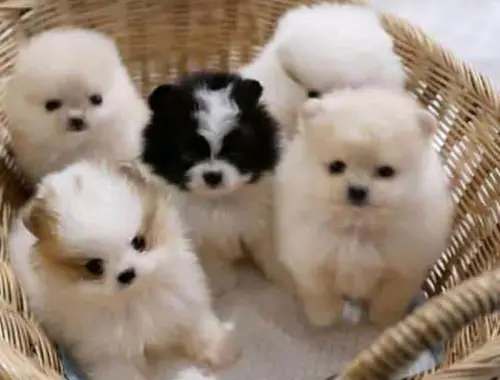 Mini Pomeranian-WHATSAPP:+4915217519768