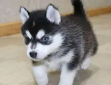 POMSKY-WHATSAPP..+4915217519768