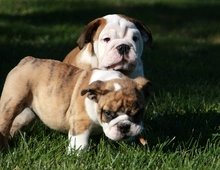 Englische Bulldogge Welpen-KOSTENLOS