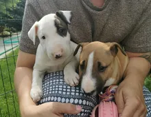 Mini Bull Terrier welpen suchen neues Zuhause