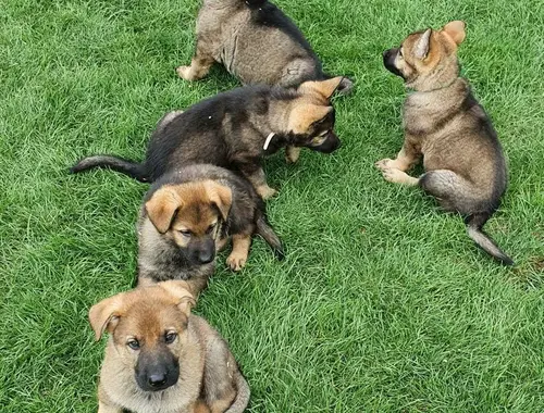 Deutscher Schäferhund Welpen