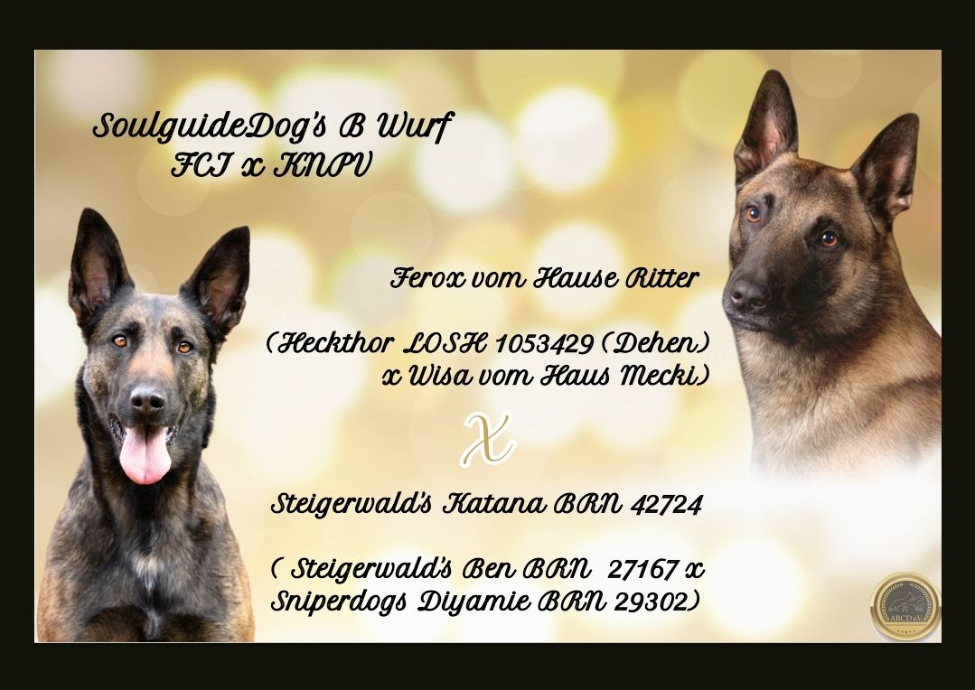 Wurfankündigung FCI x KNPV Wurfankündigung FCI x KNPV