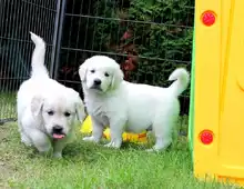 Golden Retriever-WHATSAPP:+4915217519768