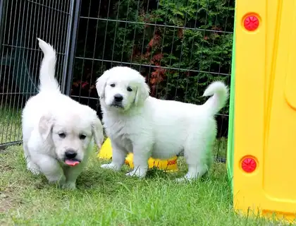 Golden Retriever-WHATSAPP:+4915217519768