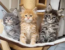 Maine Coon-WHATSAPP: +4368120926227