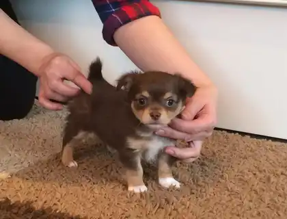 MINI chihuahua welpen