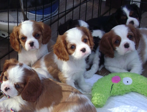 Cavalier King Charles Spaniel Welpen.