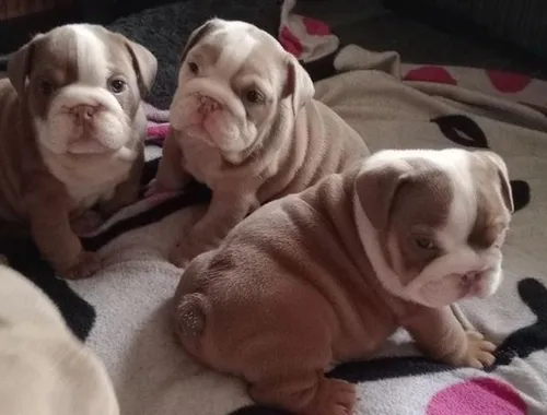 Englische Bulldogge Welpen