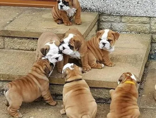 Englische Bulldoggen welpen zur Adoption.