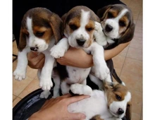 Reinrassiger Beagle welpen ,,