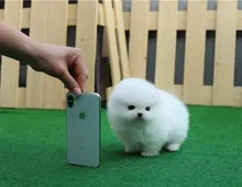 Mini Pomeranian-