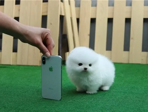 Mini Pomeranian-