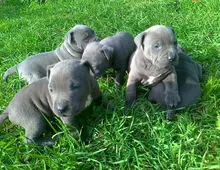 Pit Bull - blue line welpen ... xzcxz