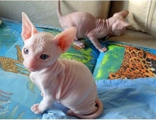 Sphynx Kitten,.