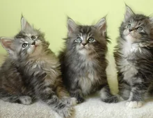 Maine Coon