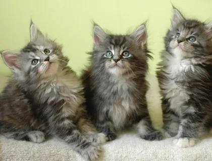 Maine Coon