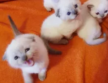 Süße Ragdoll Kitten