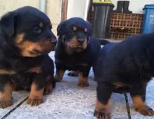 Zwei Rottweiler Welpen zu verkaufen