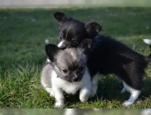 Reizender Chihuahua Welpen / Rüde mit VDH Papieren