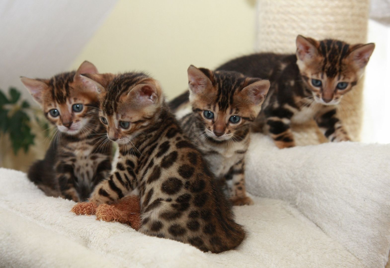 Reinrassige Bengal Kitten mit Papiere