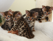 Reinrassige Bengal Kitten mit Papiere