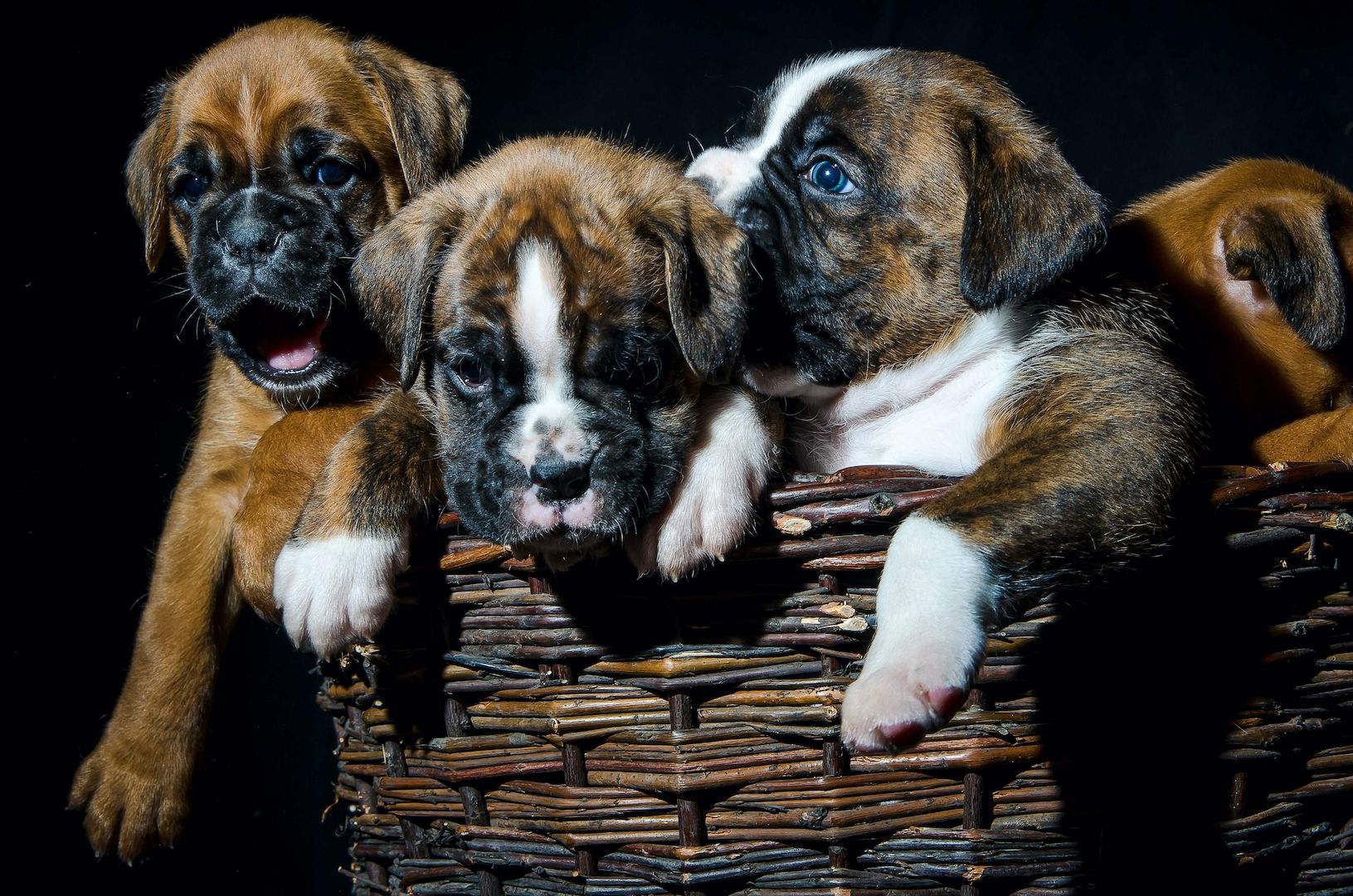 Kleinen Boxer Welpen 3 Monate alt