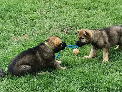 Reinrassiger Deutscher Schäferhund Welpen