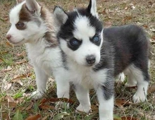 Siberian Husky WHATSAPP..+4915217519768