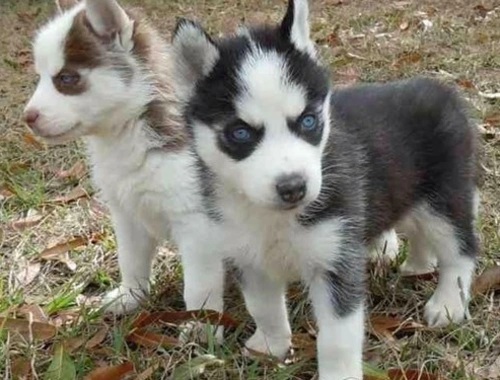 Siberian Husky WHATSAPP..+4915217519768