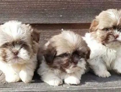 Wunderschöne Shih Tzu Welpen