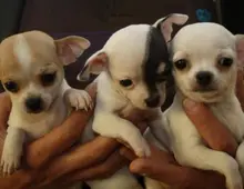 MINI chihuahua-WHATSAPP:+4915217519768