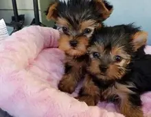 Yorkie welpen suchen neues Zuhause